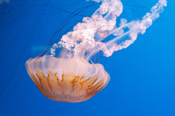 underwater photography jellyfish Chrysaora plocamia, South American sea nettle © Minakryn Ruslan 