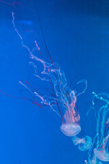 underwater photography jellyfish Purple striped jelly. Chrysaora colorata