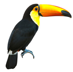 Fototapeta premium A beautiful and colorful toucan stands out against a white background, showcasing vibrant feathers, graceful posture, and intricate details that highlight its natural elegance