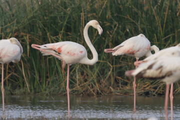 This breathtaking image captures a flamingo in its natural habitat at Bhigwan, Maharashtra, a...