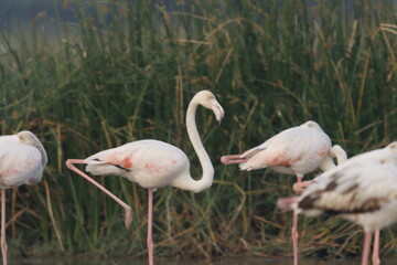 This breathtaking image captures a flamingo in its natural habitat at Bhigwan, Maharashtra, a renowned birdwatching destination. With its elegant long legs, curved neck, and striking pink feathers, th