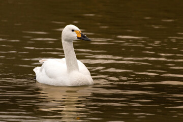 Bewick's Swan - Cygnus bewickii