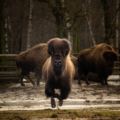 Fototapeta premium An American Bison Running..