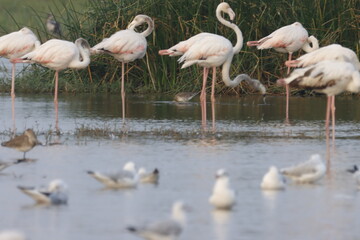 This breathtaking image captures a flamingo in its natural habitat at Bhigwan, Maharashtra, a renowned birdwatching destination. With its elegant long legs, curved neck, and striking pink feathers, th