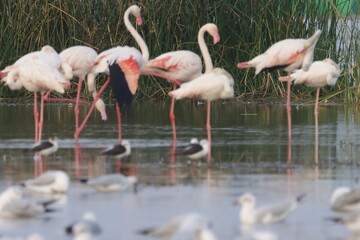 This breathtaking image captures a flamingo in its natural habitat at Bhigwan, Maharashtra, a renowned birdwatching destination. With its elegant long legs, curved neck, and striking pink feathers, th