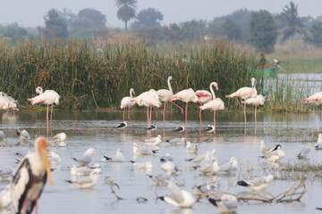 This breathtaking image captures a flamingo in its natural habitat at Bhigwan, Maharashtra, a...