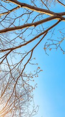 Obraz premium Leafless trees against a blue sky, winter scene