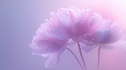 Obraz premium Silhouette of Lilac Peonies, Postcard Background
