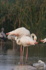 This breathtaking image captures a flamingo in its natural habitat at Bhigwan, Maharashtra, a renowned birdwatching destination. With its elegant long legs, curved neck, and striking pink feathers, th