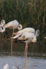 This breathtaking image captures a flamingo in its natural habitat at Bhigwan, Maharashtra, a renowned birdwatching destination. With its elegant long legs, curved neck, and striking pink feathers, th