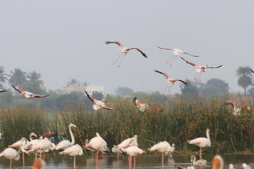 This breathtaking image captures a flamingo in its natural habitat at Bhigwan, Maharashtra, a...