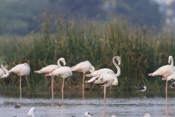 This breathtaking image captures a flamingo in its natural habitat at Bhigwan, Maharashtra, a renowned birdwatching destination. With its elegant long legs, curved neck, and striking pink feathers, th