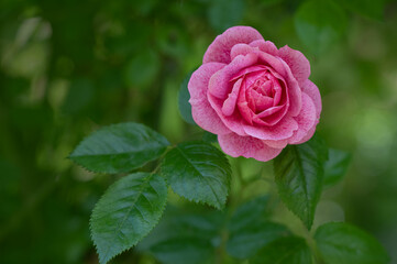 Fresh Pink Rose Blooming on Bush in Natural Sunlight