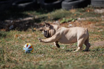 French bulldog runs after the ball