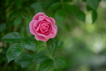 Closeup of charming pink Camelot climbing rose on blurred background