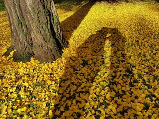 autumn leaves gingko
