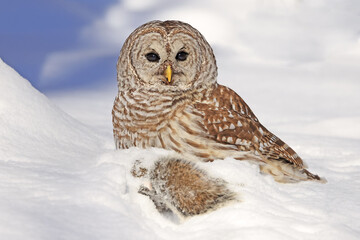 Barred owl with its prey in the snow, Quebec, Canada