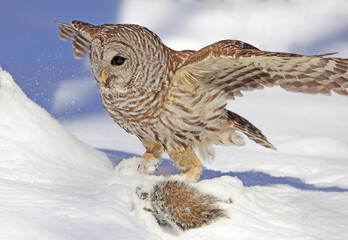Barred owl with its prey in the snow, Quebec, Canada