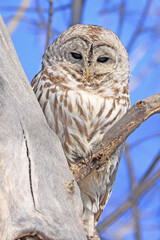 Barred owl sitting on a tree branch, Quebec, Canada