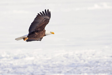 Bald eagle in flight over the frozen Ontario Lake, Canada