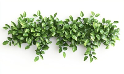 A green leafy bush on a white background, suitable for concepts involving nature, gardening, or the environment.