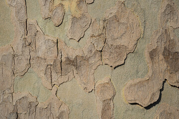 Maple tree bark texture grunge background