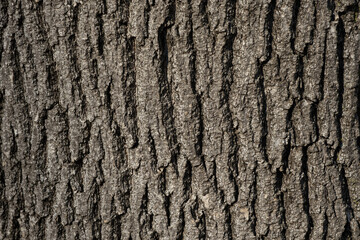 Tree bark texture grunge background