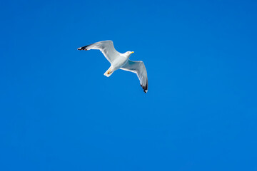 Seagull soaring against clear blue sky with wings wide open. Graceful flight captured in minimalistic nature photography. Freedom, serenity concept