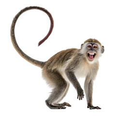 Fototapeta premium African Olive Baboon Isolated