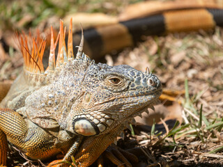 Green iguana basking in the sun