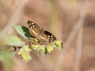 Pale-banded Crescent Anthanassa tulcis butterfly