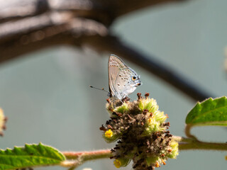 Mallow Scrub-Hairstreak Strymon istapa butterfly