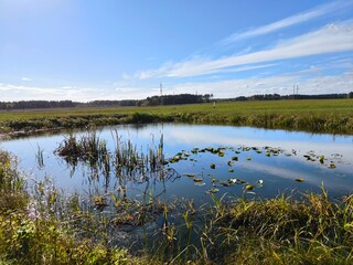 landscape with a pond in the field and a blue sky with clouds. overgrown lake © Anastasiya