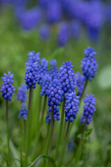 Muscari armeniacum ornamental springtime flowers in bloom, Armenian grape hyacinth flowering blue plants in the garden