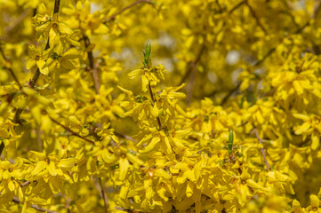 Forsythia intermedia yellow flowering plant, ornamental flowers in bloom, beautiful springtime shrub full of flowers
