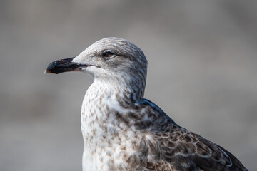 A close-up headshot of a juvenile Gull on the beach
