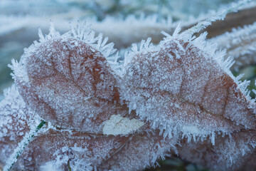 Frost Ice Crystals Formed on Winter Leaves in Nature. Abstract nature
