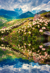 Blooming white rhododendron flowers in the Caucasus mountains in June.