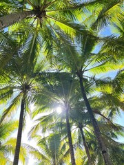 Fototapeta premium Palm trees