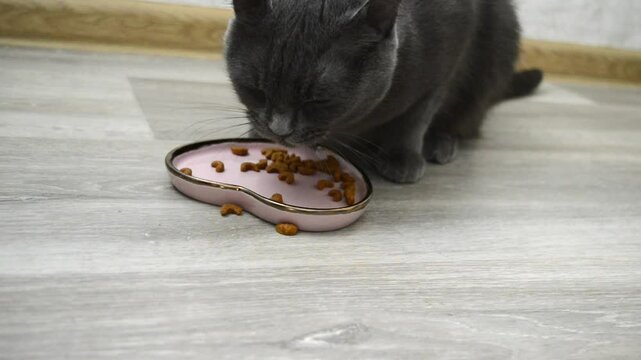 grey cat eating dry food from a pink heart shaped bowl with golden edges pet care feline nutrition stylish pet accessories feeding ownership responsible pet care treats diets feeders social media
