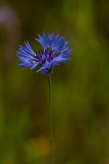 Wunderschöne Kornblume