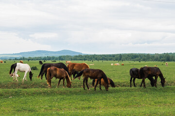 Modern animal livestock. Horses grazing in green field grassland farm countryside background. Horse in meadow chewing grass outdoor. Horse in natural eco farm. Herd of horses on green pasture