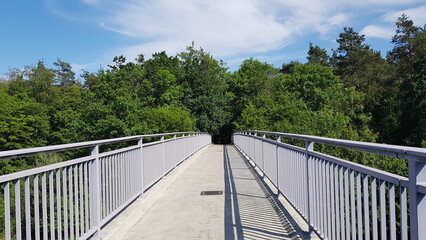 bridge in the forest
