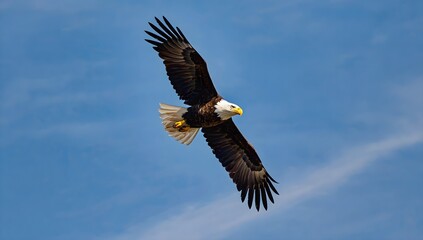 Obraz premium a majestic eagle with sharp eyes