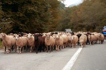 Traffic jam on a mountain highway due to a herd of sheep. Numerous animals blocked the way of transport.