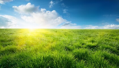 Obraz premium field of spring grass and sunny day