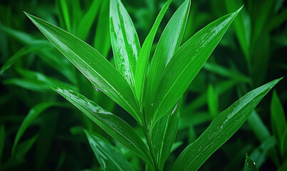 Obraz premium Lush Green Leaves with Water Droplets in a Vibrant Natural Setting Evoking Freshness and Vitality in a Lush Garden Scene or Forest Environment