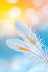Obraz premium Soft white feathers with warm sunlight and bokeh on a blue and yellow gradient background, creating a dreamy and airy composition with a serene atmosphere.