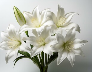 Fototapeta premium beautiful white flowers of eucharis amazonian lily on a white background