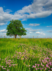 trees in the middle of the green field